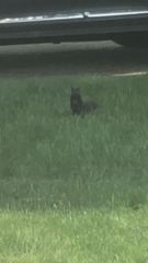 Sciurus carolinensis