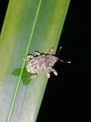 Curculionidae