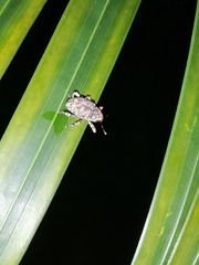Curculionidae