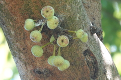 Ficus variegata garciae