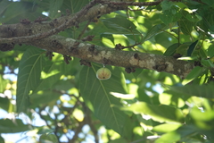 Ficus variegata garciae