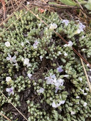 Phlox muscoides