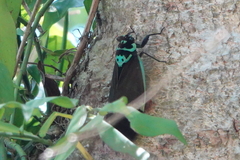 Formotosena seebohmi