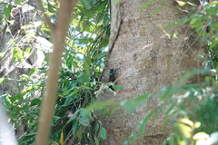 Formotosena seebohmi