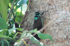 Formotosena seebohmi