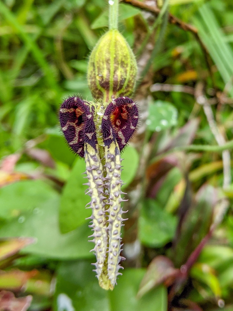 Aristolochia pilosa
