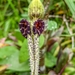 Aristolochia pilosa - Photo (c) frogman44, μερικά δικαιώματα διατηρούνται (CC BY-NC), uploaded by frogman44