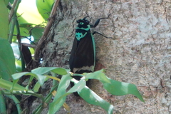 Formotosena seebohmi