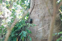 Formotosena seebohmi