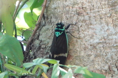 Formotosena seebohmi