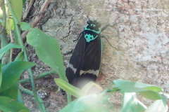 Formotosena seebohmi