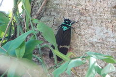 Formotosena seebohmi