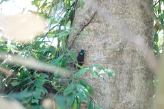 Formotosena seebohmi