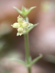 Galium coloradoense