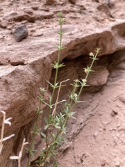 Galium coloradoense