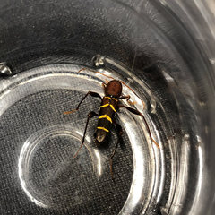 Neoclytus acuminatus