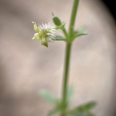 Galium coloradoense