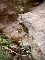 Galium coloradoense