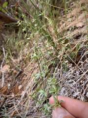 Galium coloradoense
