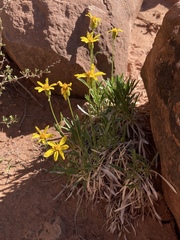 Stenotus armerioides