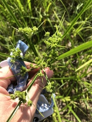 Cyperus pseudovegetus