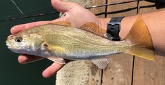Genyonemus lineatus