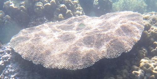 Table Coral