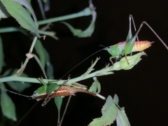 Conocephalus signatus