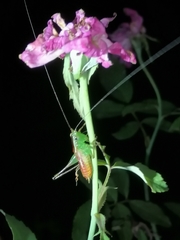 Conocephalus signatus