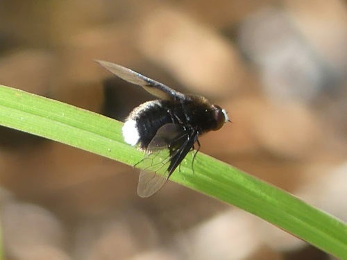White-faced bee fly