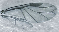 Neophyllaphis totarae