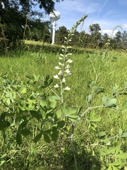 Baptisia alba macrophylla