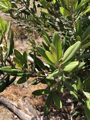 Comarostaphylis diversifolia