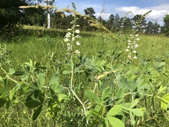 Baptisia alba macrophylla