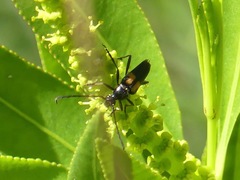 Typocerus lunulatus