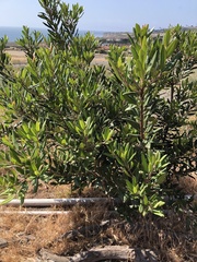 Comarostaphylis diversifolia