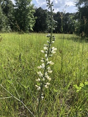 Baptisia alba macrophylla