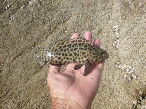 Bar-breasted rock-cod (Epinephelus quoyanus) — Serranidae — 2