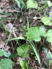 Carex flaccosperma