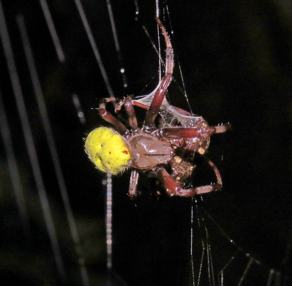 Dubiepeira dubitata