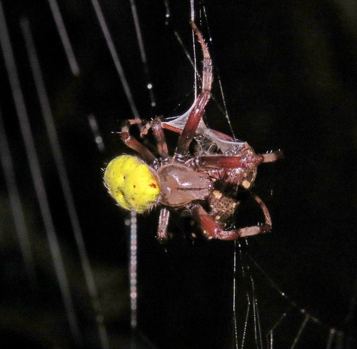 Dubiepeira dubitata