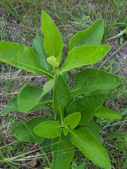 Verbesina microptera