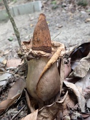 Amorphophallus prainii