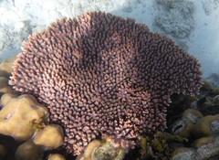 Acropora millepora