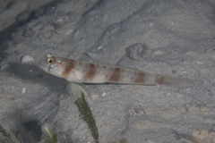 Amblyeleotris masuii