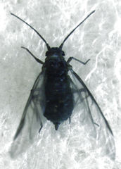 Neophyllaphis totarae