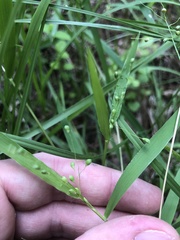 Dichanthelium scribnerianum