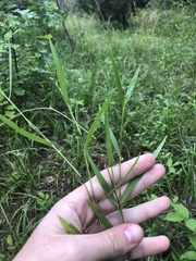 Dichanthelium scribnerianum
