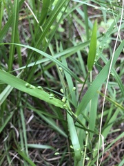 Dichanthelium scribnerianum
