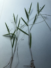 Dichanthelium scribnerianum